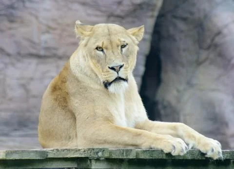 Lioness Stock Photos