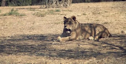 Lioness Stock Photos