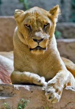 Lioness Stock Photos