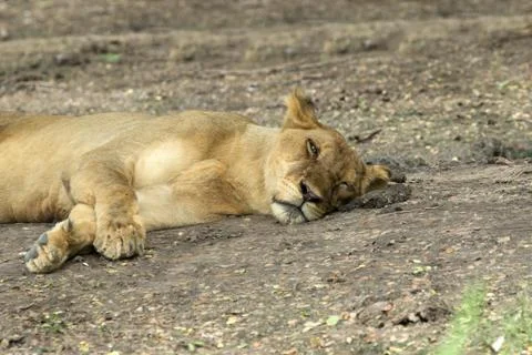 Lioness Stock Photos