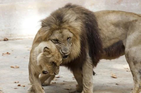Lioness Foto stock