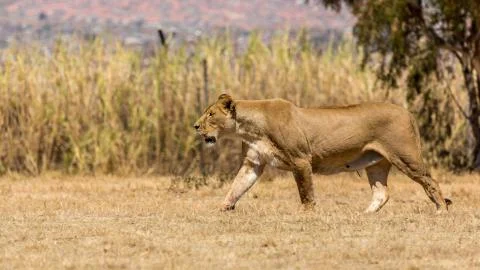 Lioness 스톡 사진