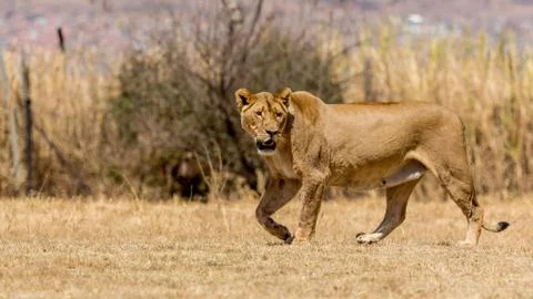 Lioness Stock Photos