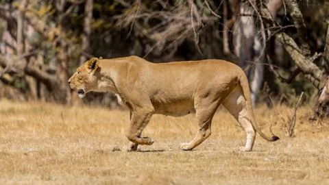 Lioness Stock Photos