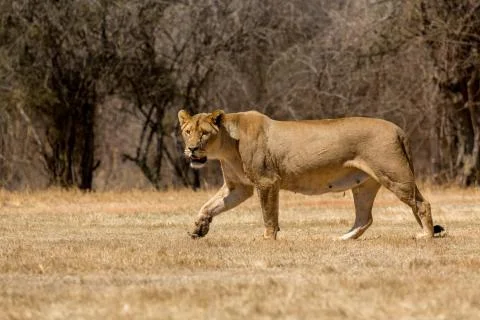 Lioness 스톡 사진