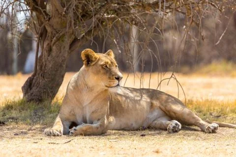 Lioness Stock Photos