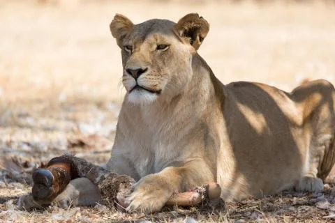Lioness Stock Photos