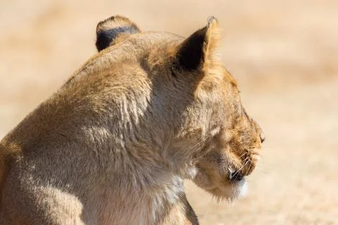 Lioness Фото