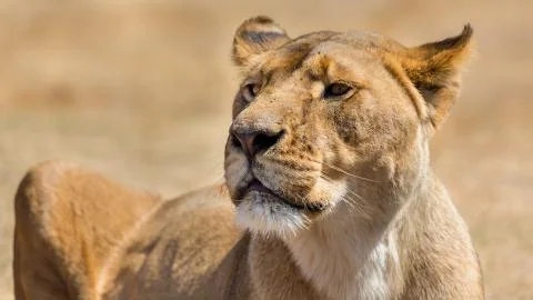Lioness Stock Photos