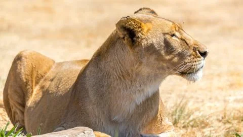 Lioness 库存照片
