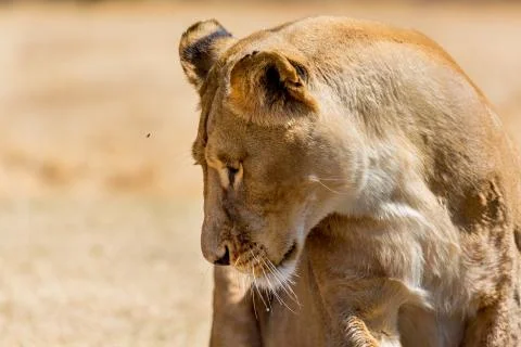 Lioness Stock Photos