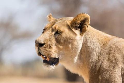 Lioness 库存照片