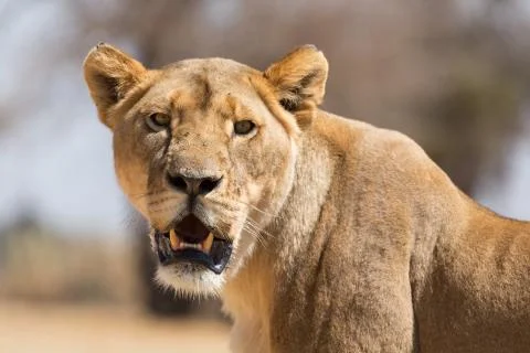 Lioness 스톡 사진