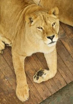 Lioness Stock Photos