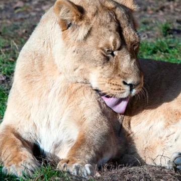 Lioness Stock Photos