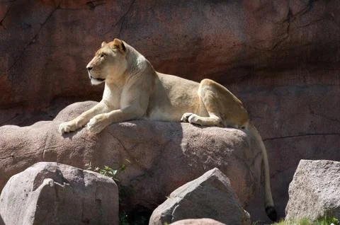 Lioness Stock Photos