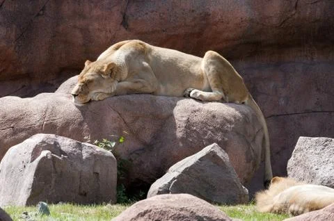 Lioness Foto stock