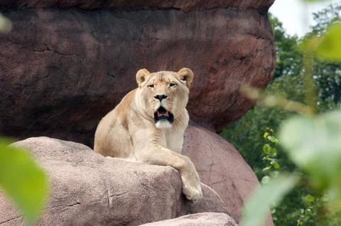 Lioness Foto stock