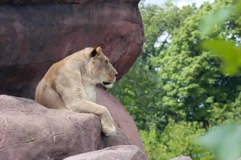 Lioness Stock Photos