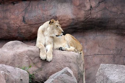 Lioness Stock Photos