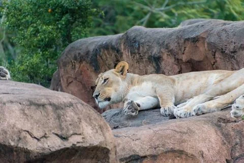 Lioness Stock Photos
