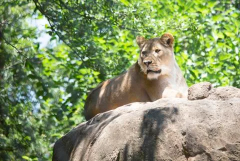 Lioness Stock Photos