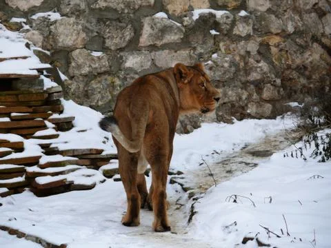 Lioness Stock Photos