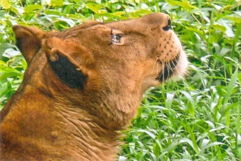 Lioness Stock Photos