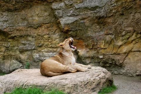 Lioness 스톡 사진
