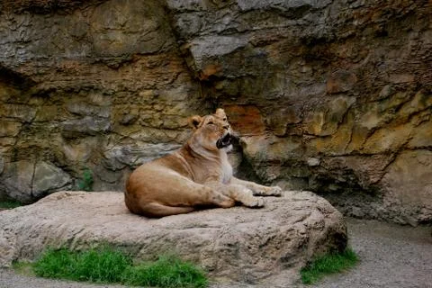 Lioness Foto stock