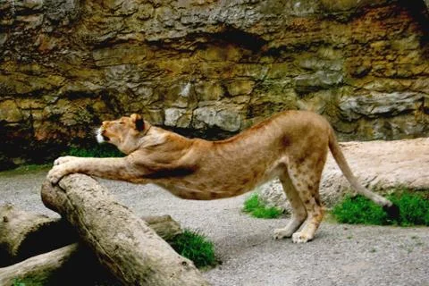 Lioness Stock Photos