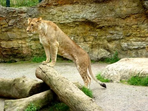 Lioness Stock Photos