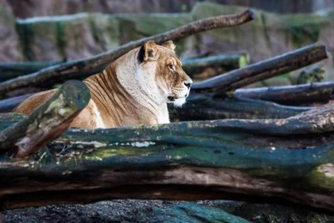 Lioness Foto stock