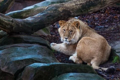 Lioness Stock Photos