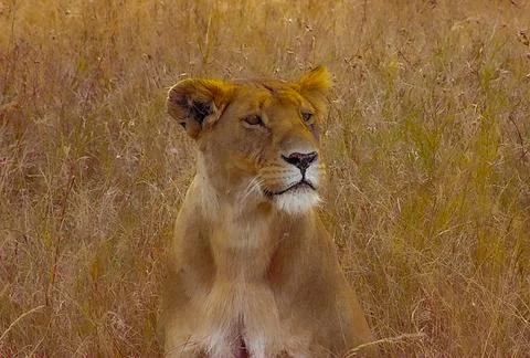 Lioness Foto stock