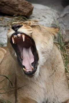 Lioness Stock Photos