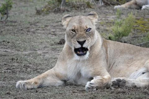 Lioness Stock Photos