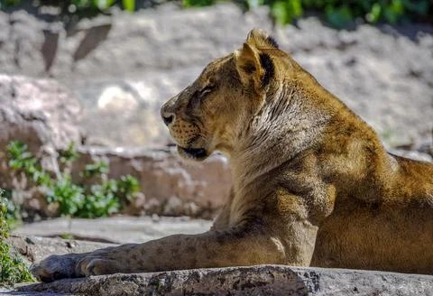 Lioness Stock Photos