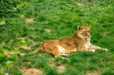 Lioness Foto stock