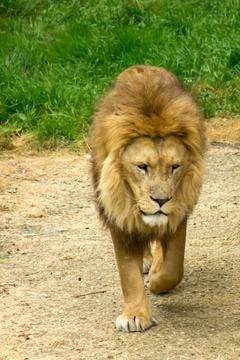 Lioness Stock-Fotos