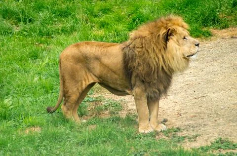 Lioness Stock Photos