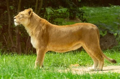 Lioness Stock Photos
