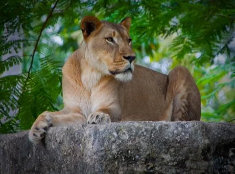 The Lioness Stock Photos