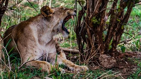 Lioness Stock Photos