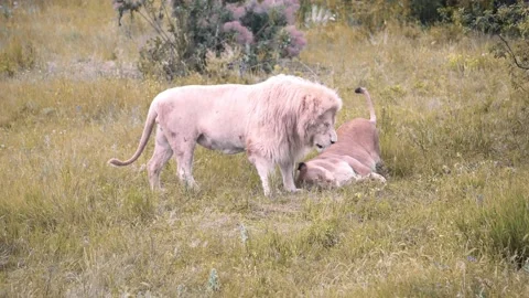 The lioness playfully falls on the grass next to the white lion. Video stock 173610294