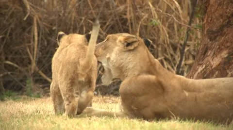 Lioness playing with cubs Stock Footage 10989425