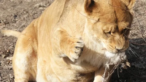 Lioness is playing Stock-Footage 136676061