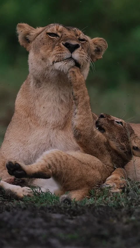 A Lioness Playing With Her Cub 動画素材 265489196