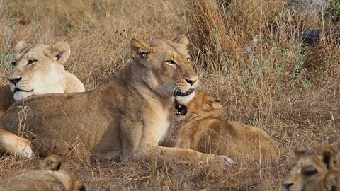 Lioness playing with one of her young Stock Footage 108516495
