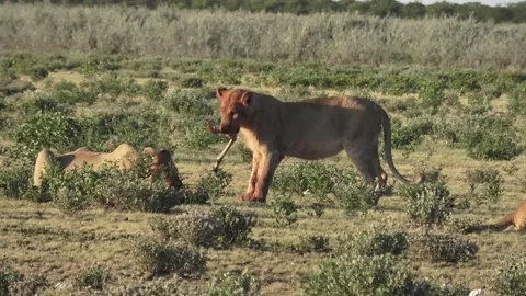 Lioness plays with bone, oscillating it from her mouth — Part 19 Stock Footage 320907760